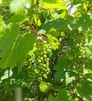 Bouschet Skins 15 % to 30 % of grape