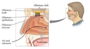Olfactory Physiology Olfactory system is sensitive to airborne odorants Small (< 5.