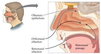 Olfactory Psychophysics Adaptation to odors can be short-term or long-term Receptor Adaptation occurs after odorants bind to receptors Cognitive Habituation occurs after very long exposure to an