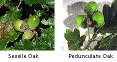 Looking at some of the various oak species you would be forgiven for not recognising them as oaks at all - so different are the leaves from those with which we are familiar.