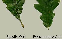 In the UK we have two native oaks; Pedunculate or English Oak Quercus robur and Sessile or Durmast Oak Q. petraea. In addition we have two naturalised species; Turkey Oak Q. cerris and Holm Oak Q.