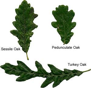 Before we move on it is worth just comparing the leaves of the three common oaks at Keele again.