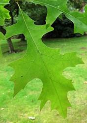 The leaf is toothed and quite unlike any of the other oaks at Keele. The acorn cups, like those of its Turkey Oak parent, have whiskers.