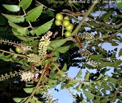 LOCAL NAMES English (gevuina nut,chilean wildnut,chilean nut,chilean hazel); Spanish (gevuín,avellano,avellana) BOTANIC DESCRIPTION Gevuina avellana is a medium-sized evergreen tree, 10-12 m, rarely