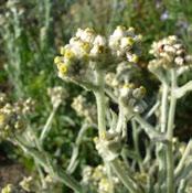 gnaphalium bicolor White-woolly grey perennial, with small creamy yellow flowers, not showy, weedy in cultivated watered areas under certain