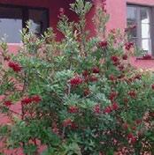 heteromeles arbutifolia Toyon, or as it s sometimes called, Christmas Berry, is an evergreen shrub to small tree that usually grows to 6-8 ft. high and 4-5 ft. wide. Toyon can go to 15-20 tall.