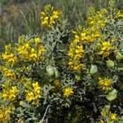 isomeris arborea It s a distinctive plant with unusual yellow flowers in the southern deserts and ranging to coastal. It s an evergreen (glaucous) shrub, 4 ft.