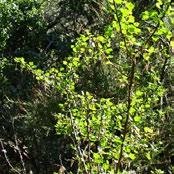 rhus ovata Sugar Bush is an eight foot evergreen shrub that can grow to twelve feet.