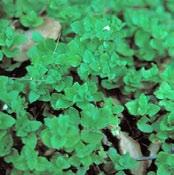 Quail love the seed. satureja douglasii It s a creeping flat perennial that can spread to 3 but is easily held to 1. Prefers shade and moisture.