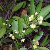 umbellularia californica It s an evergreen shrub to a tree. It grows only a few inches a year. It can be in the sunny mountains or along the coast where the rainfall is above 30 inches/year.