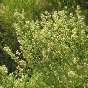 Baccharis species are the nectar source for most wasps, small native butterflies and native flies. You will find the weirdest bugs on these plants.