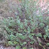 brickellia californica A 2 perennial with gray foliage. Plant in full sun to part-shade.