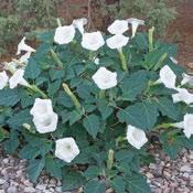 datura wrightii Large, trumpet-shaped, white corollas, generally withered by early morning, protrude from the coarse foliage of this stout,