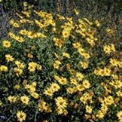 encelia californica Perennial shrub, 3-4 ft. high, good large scale ground cover with 2 inch daisy.