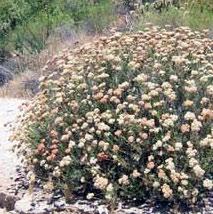 eriogonum fasciculatum California Buckwheat grows in the most populated areas of California and is hardy to -10 and is very drought tolerant. It has white flowers that come on in late spring.