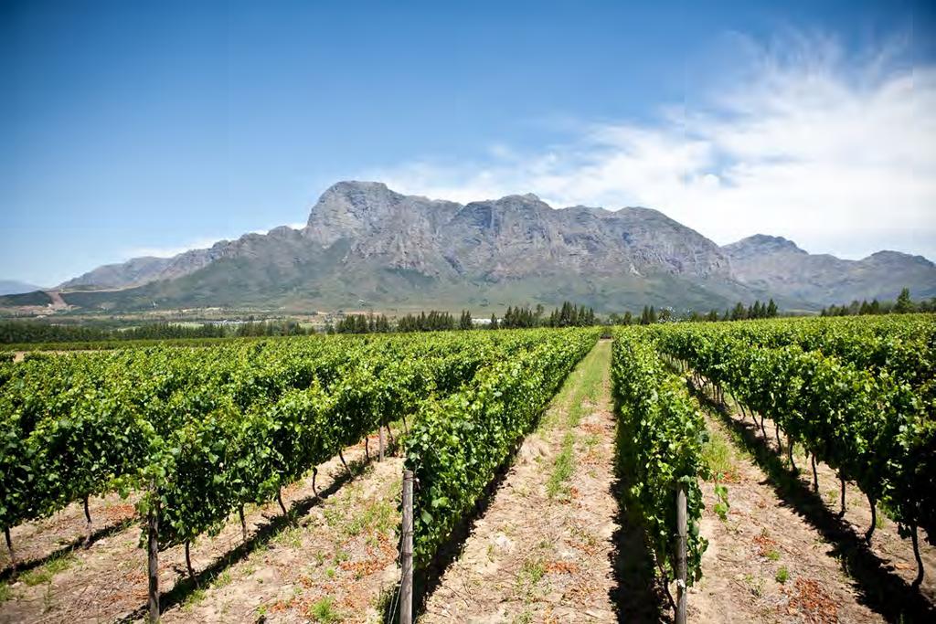 BOSCHENDAL HARVEST REPORT 2016 Another very long harvest for Lizelle Gerber of Boschendal in Franschhoek. She started with the Pinot Noir for the Cap Classique base wines from the Boschendal property.