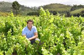 Sourcing from producers in various parts of the Franschhoek Valley and the Coastal region gives them access to some very old plantings to consider for the