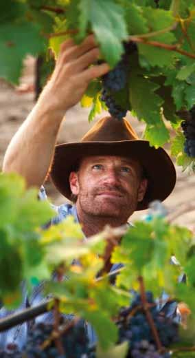 About us Half a century of wine making experience. Reward Wines is the culmination of almost half a century of Australian wine making experience.