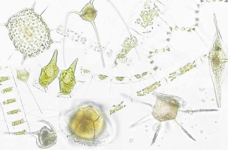 Phytoplankton: Very small free floating aquatic plants that get energy