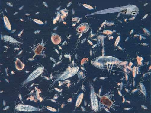 Zooplankton: Tiny