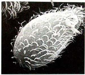 Cilia: Hairlike projections from the surface of a