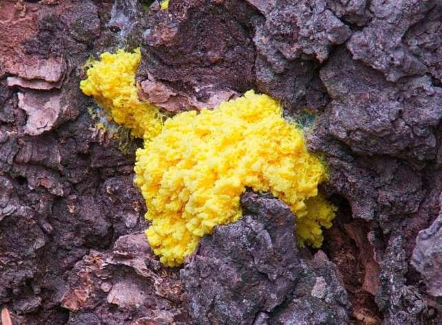 The slime molds and water molds of protists use to be in