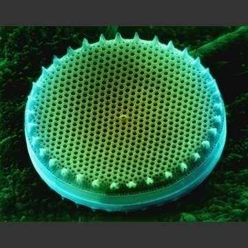 Diatoms Round