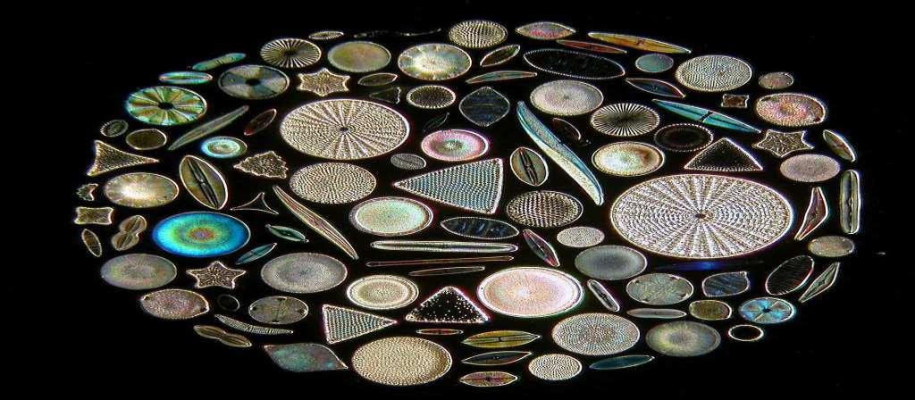 Diatoms produce more oxygen for the planet than all of the forests combined.
