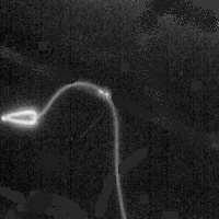 Animation of Flagella.