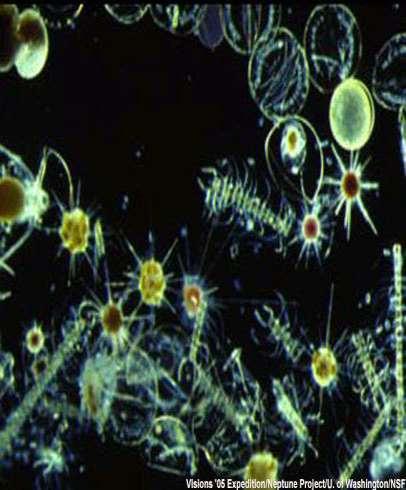 Many of the plant-like protists