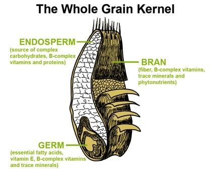 So, What s in a kernel of grain?