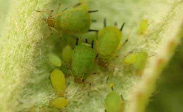 ALL FRUITS Aphids