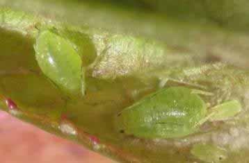Green peach aphid