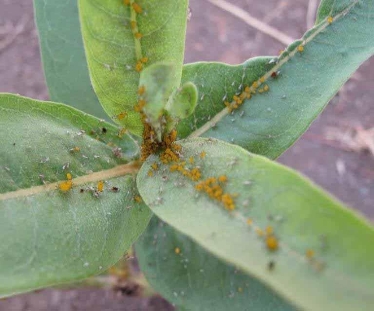 ALL FRUITS Aphids Most aphids leave fruit trees