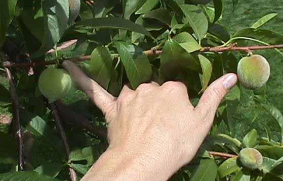 Spring Fruit Thinning APPLE at bloom: hand