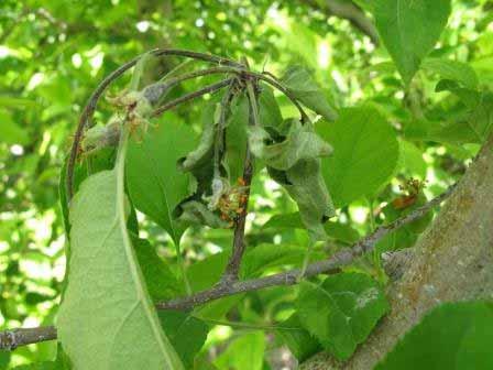 Spring Pest Management APPLE, PEAR Fire Blight Highly