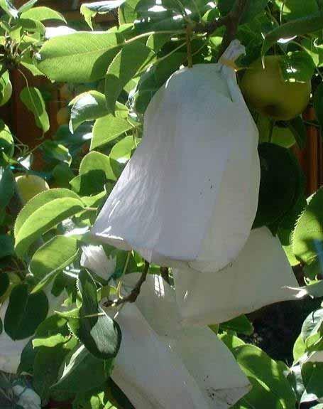 Spring Pest Management APPLE, PEAR Codling Moths: Fruit Bagging Bag during thinning Remove any fruit that you don t bag Options Japanese 2 ply