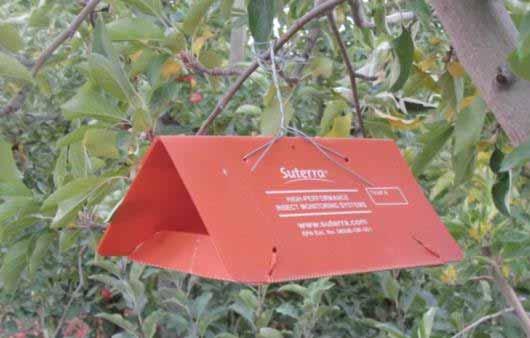 Spring Pest Management APPLE, PEAR Codling Moth Management Extension hangs monitoring traps to help determine