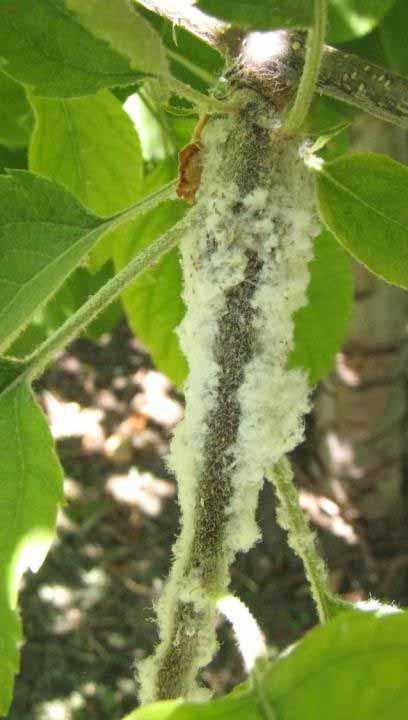 Spring Pest Management APPLE Woolly Apple Aphid Feeding causes galls on stems and roots that cause reduced tree vigor