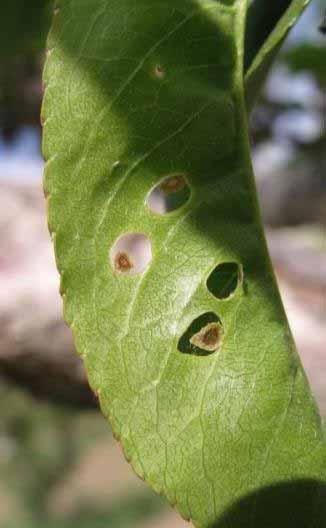 Blight Caused by a fungus Infections