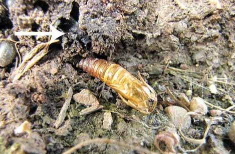 Greater Peachtree Borer Life