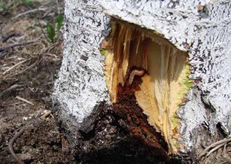 adults lay eggs on bark from