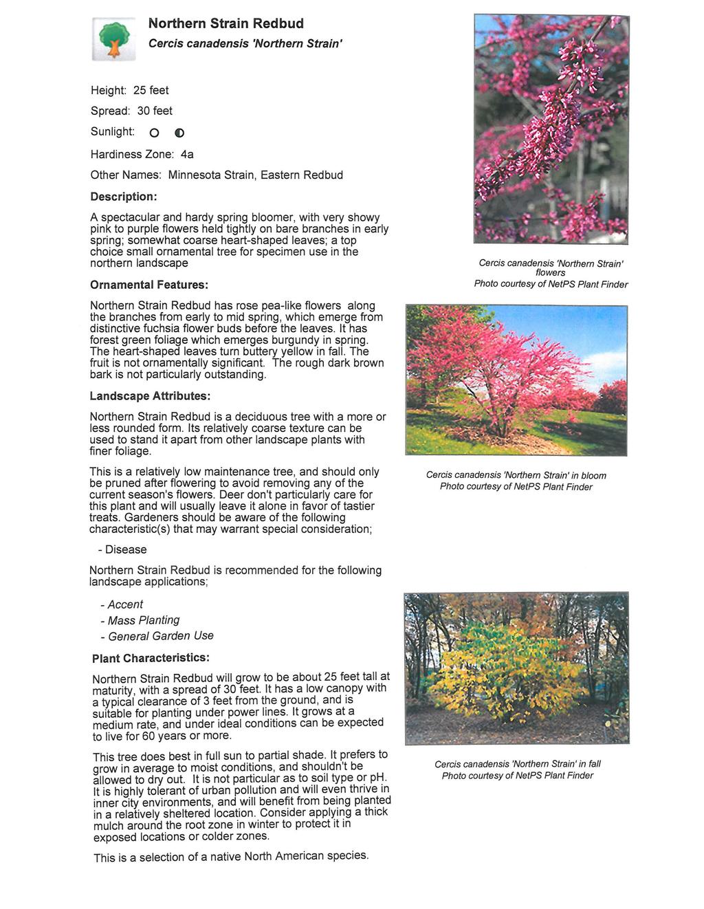 Northern Strain Redbud Cercis canadensis 'Northern Strain' Height: 25 feet Spread: 30 feet Sunlight: 0 () Hardiness Zone: 4a Other Names: Minnesota Strain, Eastern Redbud A spectacular and hardy