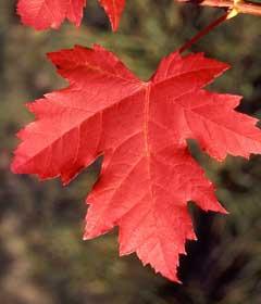 Acer rubrum Scarsen Scarlet Sentinal Maple Foliage: Emerges red turning to dark green Size: H 40 S 20 Fall color: Yellow orange to orange red Soil: Prefers moist, acidic but will