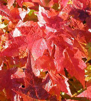 Acer rubrum Red Rocket Red Rocket Maple Foliage: Medium Green Size: H 35 S 8 Fall color: Reddish orange Soil: Prefers moist,