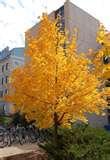 Acer platanoides Columnar Columnar Norway Maple Foliage: Dark green Size: H 50 S 15-20 Fall color: Yellow