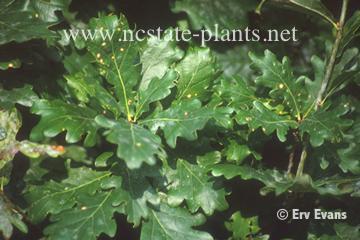 Quercus robur Fastigiata Skyrocket Oak Foliage: Dark green Size: H 45 S 15 Fall color: Yellow-brown Soil: Moist, acidic,