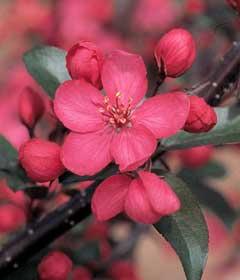 Foliage: Purple, cutleaf Size: H 20 S 15 Fall color: Orange-red Malus JFS-KW5 PP14375 Royal Raindrops Crabapple Soil: Moist, well drained, but somewhat adaptable Shape: Upright,