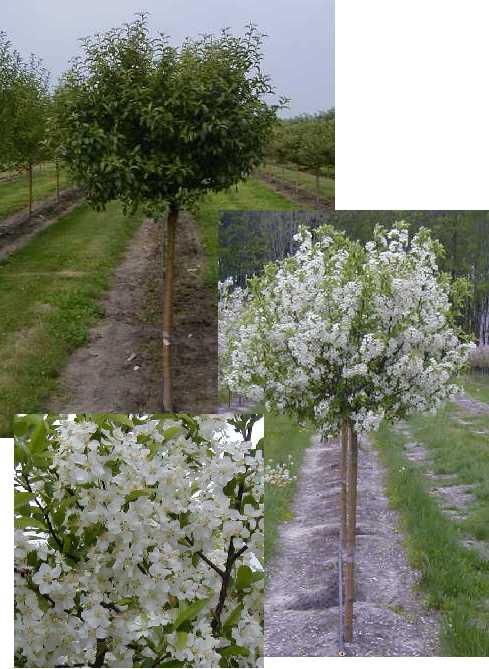 Malus Lollizam Lollipop Crabapple Foliage: Green Size: H 10 S 10 Fall color: Soil: Moist, well drained, but somewhat adaptable Shape: Round, compact