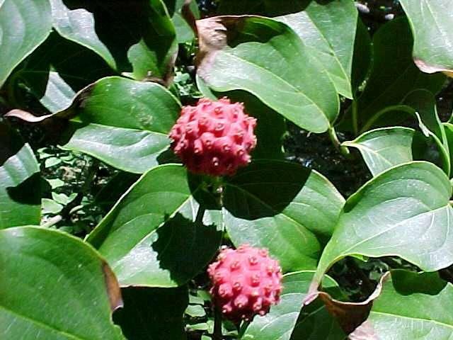 Cornus kousa chinensis Chinese Kousa Dogwood Foliage: Medium green Size: H 20 S 20 Fall color: Reddish Soil: Moist well drained Shape: Widely